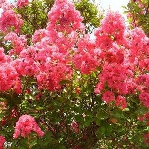 Лагерстремия малиновая купить в Санкт-Петербурге